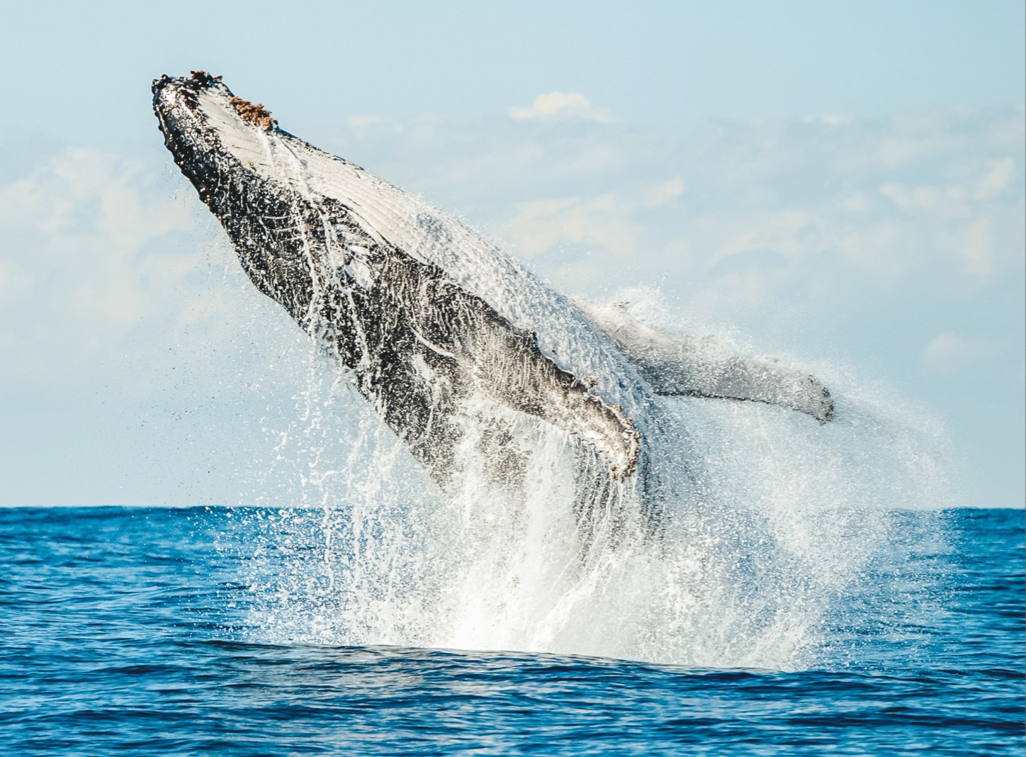 WHATS ON: Whale Watching, May - Oct 2024